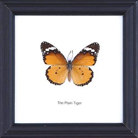 The Plain Tiger Butterfly (Danaus chrysippus) | Framed Beautiful Butterfly Wall Decor | Unique Taxidermy Collectables | 12 x 12 cm