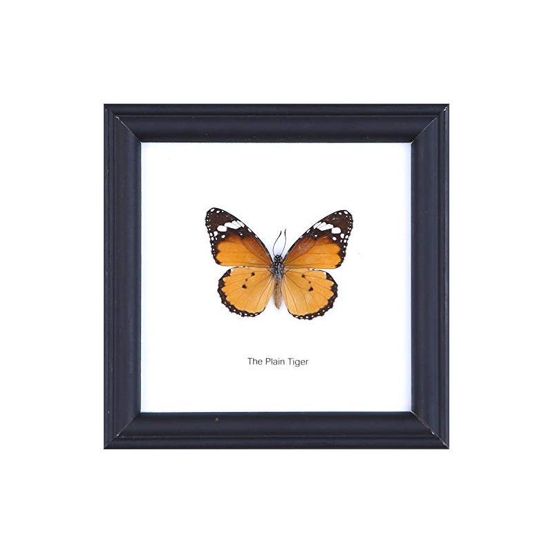 The Plain Tiger Butterfly (Danaus chrysippus) | Framed Beautiful Butterfly