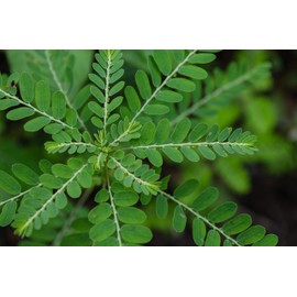 Cedar Bear Kidney Kool for Kids - Soothes, and Supports Urinary System 2 FL Oz