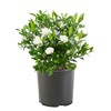 1 Gallon Gardenia August Beauty Shrub