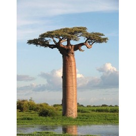 8+ Baobab Seeds Adansonia digitata "Tree of Life" Rare Monkey Bread Bonsai Plant