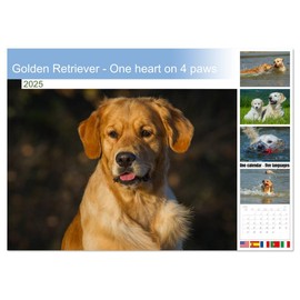 Golden Retriever - One heart on 4 paws (Monthly Wall Calendar 2025 11.7" x 16.5" (open)), CALVENDO 14 Month Calendar