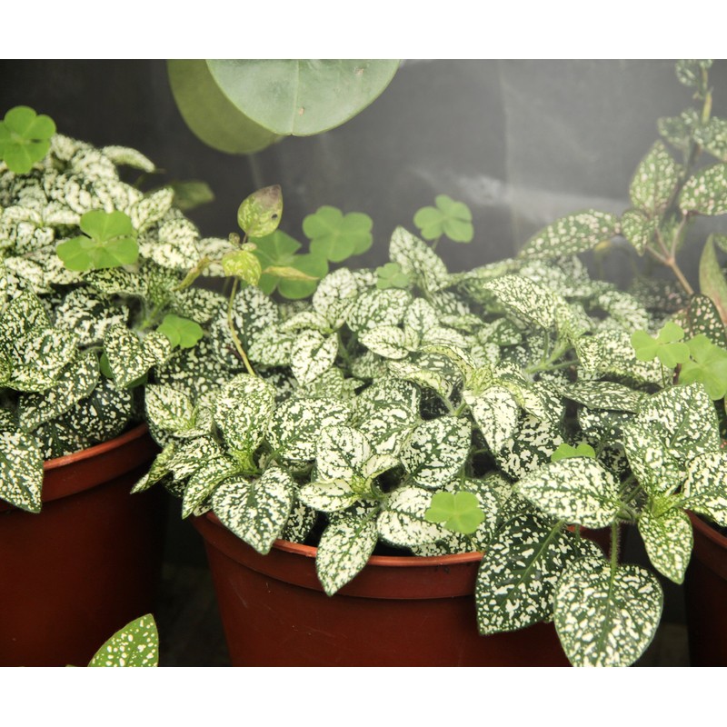 Miracle LED Modular Grow Solutions 3-Step Life Cycle Indoor Grow