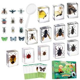 Artojoy Insect in Resin Specimen, 12 PCS Scientific Educational Bugs Collection, Science Classroom Preschool Display, Real Specimens of Butterflies Beetles Preserved, Stickers, Oddities(Total 61pcs)