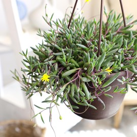 Ruby Necklace Succulent Vine Hanging Basket, Othonna capensis, Live Succulents Plants Live Houseplants, House Plants Indoors Live Indoor House Plants, Unique Live Plant Basket by Plants for Pets