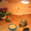 SLSON Small Reptile Feeder Terraium Bowl Plastic Shallow Reptile Feeder