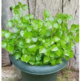 5000 Crab Claw Seeds - Rau Cang Cua - Herb Peperomia Pellucida Pansit Pansitan Shiny Bush | Non GMO | Organic | Heirloom | High Germination Rate