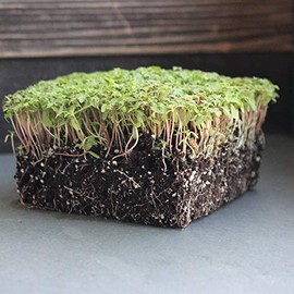 Edible Marigold Seeds - Minuta - 500 Mg Packet ~100 Seeds - Non-GMO Flower & Exotic Microgreens - AKA: Mexican Marigold, Mint Marigold, Huacatay