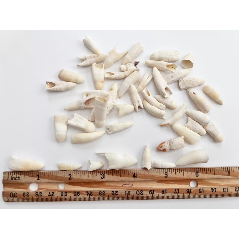 100PC Alligator Teeth for Making Gator Teeth Necklace Real Alligator