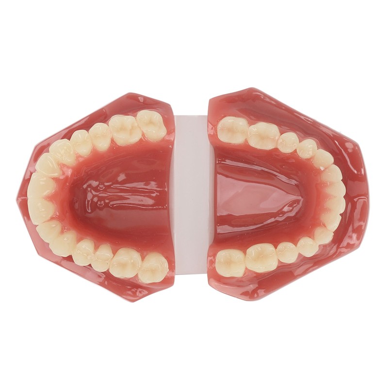 Tooth Model 28 Teeth Dental Orthodontic Model Teaching Study Supplies
