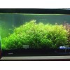 50 Plant Stems Pack - Live Aquatic Freshwater Plants -