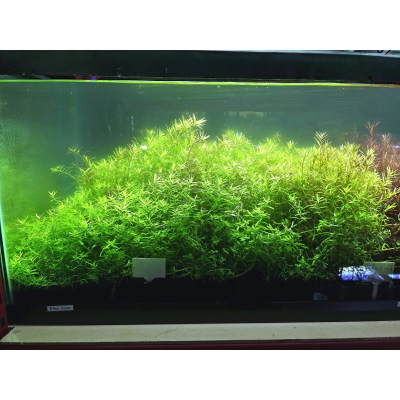 50 Plant Stems Pack - Live Aquatic Freshwater Plants -