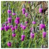 Everwilde Farms - 1/4 Lb Purple Prairie Clover Native Wildflower