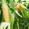 200 pcs "Peaches and Cream" Bi-Color Sweet Corn Seeds, Non