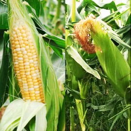 200 pcs "Peaches and Cream" Bi-Color Sweet Corn Seeds, Non GMO & Heirloom Seeds, Peaches & Cream Zea Mays Seeds