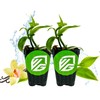 Vanilla Bean Orchid Live Plant (2-Pack) - Vanilla planifolia by