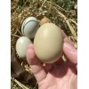 Unbranded 12 Hollow GREEN Eggs from Free-range Hens