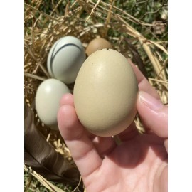 Unbranded 12 Hollow GREEN Eggs from Free-range Hens