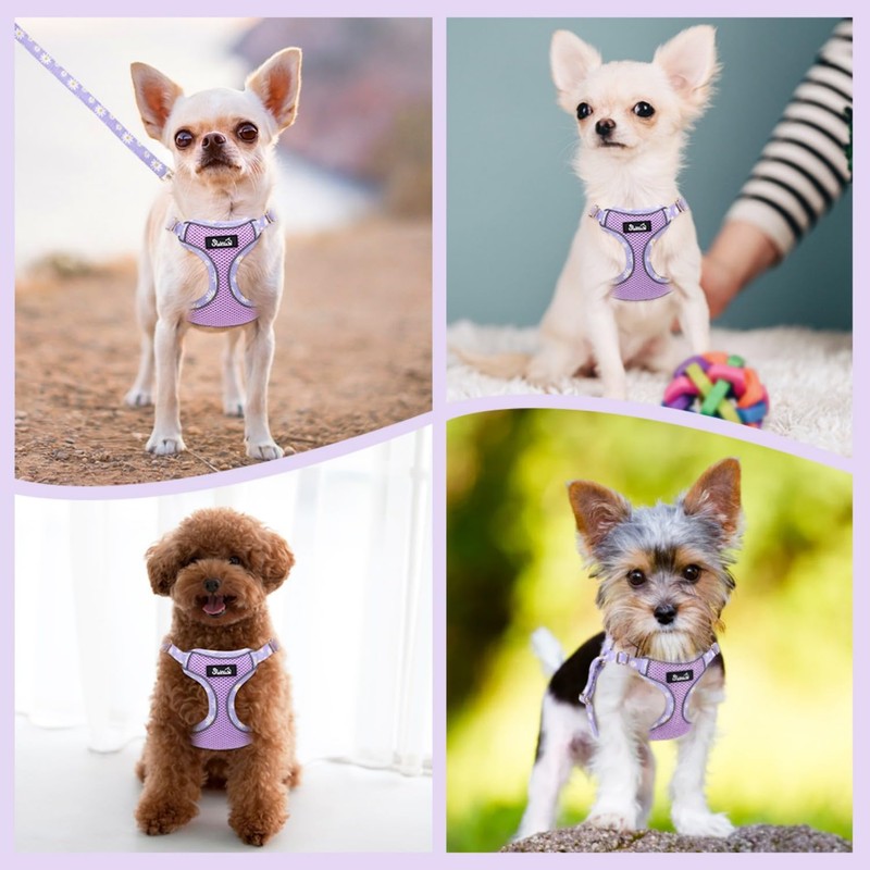 Eyein Small Dog Harness and Lead Set - Soft Mesh