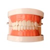 Ciieeo Standard Teeth Model for Teaching Study Supplies Tooth Brushing