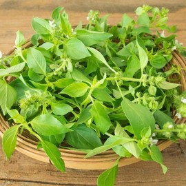 FUN AND GROW SEEDS: Seeds Lemon Basil Herbs Non GMO Heirloom