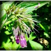 Russian Comfrey Bocking-14 Cultivar, 1 Cuttings for Growing Your Own