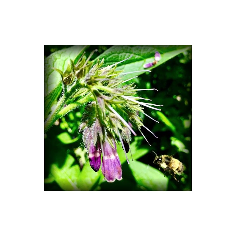 Russian Comfrey Bocking-14 Cultivar, 1 Cuttings for Growing Your Own