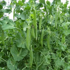 The Gardening World 75 Green Arrow Garden Pea Seeds Heirloom - Non-GMO - Always Fresh Seeds!