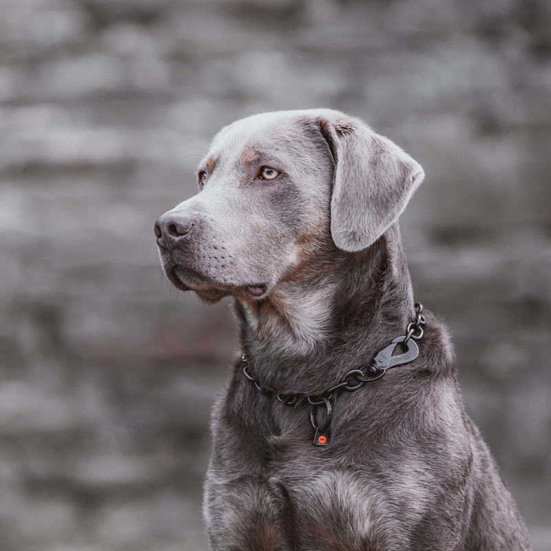 Sprenger Dog Necklace with Sprenger Hook Made of Stainless Steel