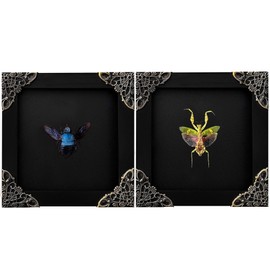 VINADECOR 2 Real Mantis Blue Bee Shadow Box Gothic Décor Oddities and Curiosities Gothic Spooky Gifts Dried Entomology Insect Lover Taxidermy Specimen Display Artwork Wall Decor K12-61DE62DE