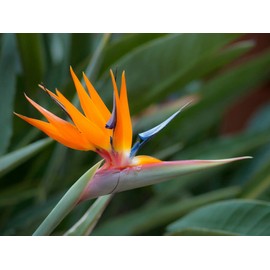 Bird of Paradise Starter Plant Hawaiian - 3 Pack #F3 No Bloom