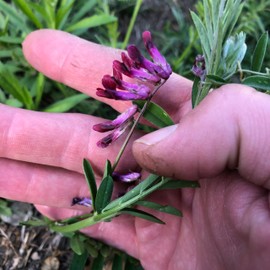 Plant Good Seed Organic Purple Vetch - Pack of 5,000 Heirloom Seeds for Planting Cover Crops, Flowers, Vegetables - Gardening Supplies, Flower to Plant Outside - Non-GMO, Open Pollinated, from USA