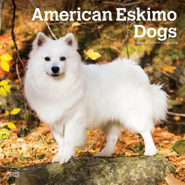 American Eskimo Dogs | 2023 12 x 24 Inch Monthly Square Wall Calendar | BrownTrout | Animals Dog Breeds DogDays