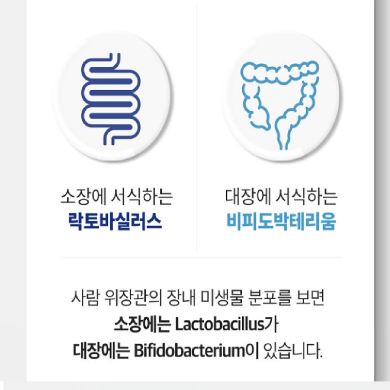 Bifidobacterium colonic lactic acid bacteria harmful to the intestines Lactobacillus