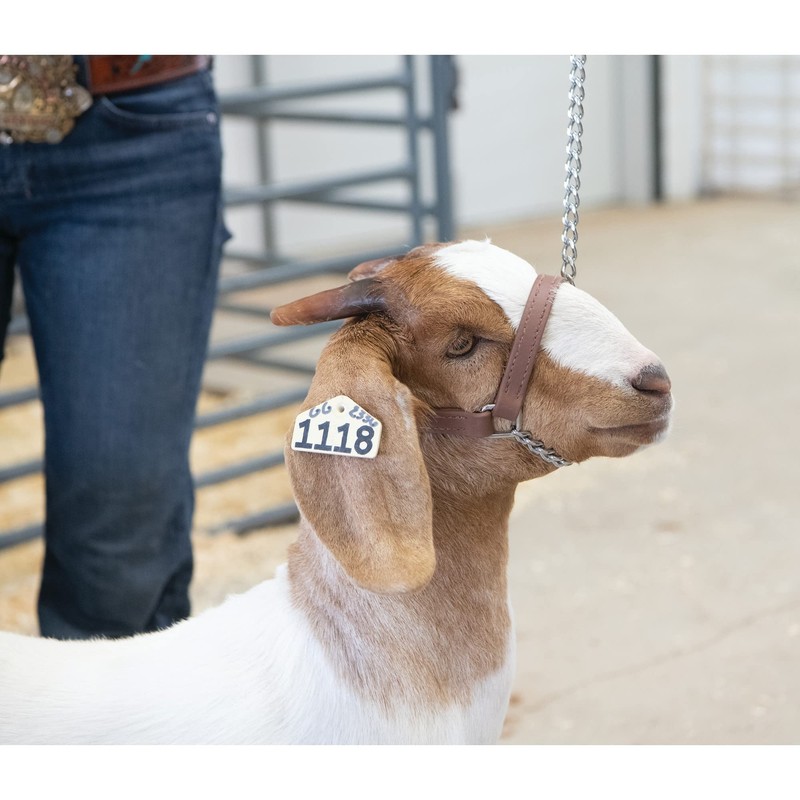 Weaver Leather Livestock Adjustable Brahma Webb Goat Halter, Brown, Large