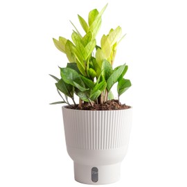 Costa Farms ZZ Chameleon Plant, Easy to Grow Live Indoor Houseplant in Garden Plant Pot, Home and Office Room Decor, Trending Tropicals Collection, 10-Inches Tall