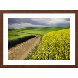 ART.COM Wall Photographic Print Rural farm road through yellow canola and green wheat crops, Palouse region of eastern Washington. on Brown Frame by Adam Jones, 23" x 17"