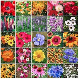 Southwest Wildflower Seed Mix - Annuals and Perennials