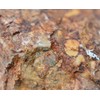 EISCO Raw Breccia, Sedimentary Rock Specimen - Hand Sample -