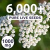 Yarrow White - Large 1,000mg Envelope - 6,000 Flower Seeds