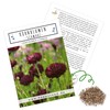 Cornflower seeds (Centaurea cyanus) - beautifully bright flowers with long