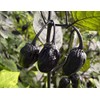 Purple Bubblegum 7 Pot BBG Scorpion Super Hot Pepper Premium