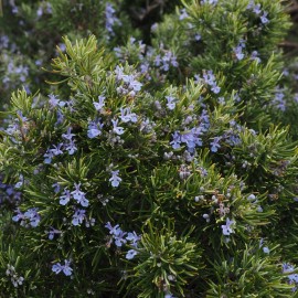 Richie’s Growth Market Rosemary Seeds, Fragrant Herb, Savory Flavor, Edible, Non-GMO, Free Shipping - 50 Seeds