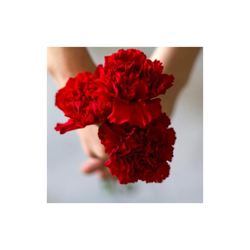 Eden Brothers Carnation Seeds - Etincellant