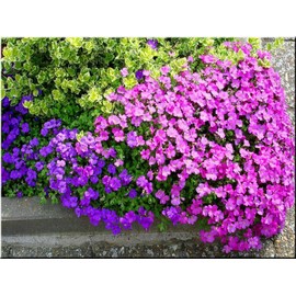 Seeds Pink Rock Cress Aubrieta Giant Perennial Flowers for Planting