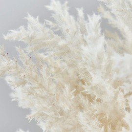 Tokyodo FM002020-zzz Artificial Flowers MAGIQ Short Pampas Bundle, Cream Beige, 3 Pieces L7.9 x L13.4 inches (20 x 34 cm)