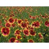 Gaillardia Indian Blanket Nice Garden Flower by Seed Kingdom 1,200