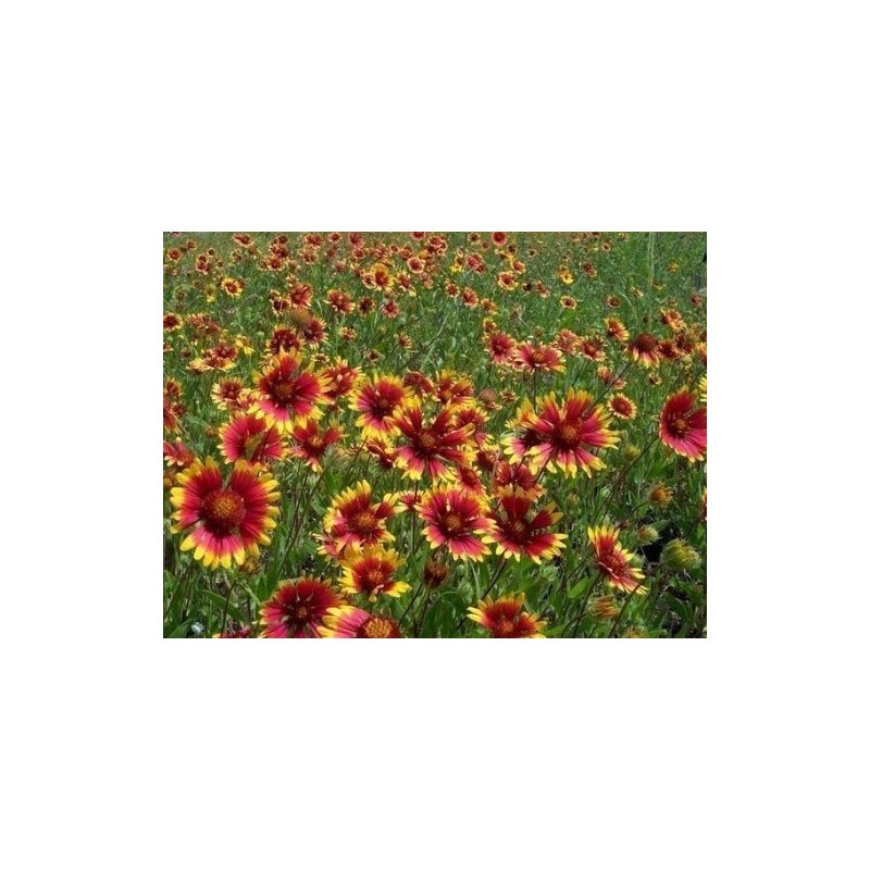 Gaillardia Indian Blanket Nice Garden Flower by Seed Kingdom 1,200