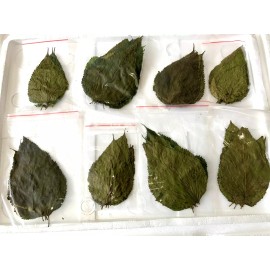 Jungle Aquashrimp Dry Mulberry Leaves Organic Protein Food Crystal Red Cherry Shrimp Aquarium - 20 Leaves