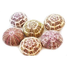 Set of 6 Beautiful Small Alfonso Gator Sea Urchins 1 1/4" - 2" Coastal Beach Cottage Craft Decor Air Plants